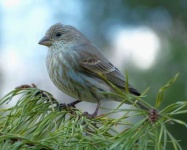 image of finch