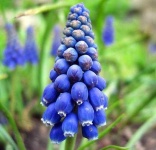 image of flower