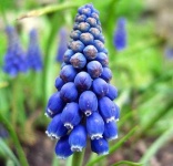 image of grape_hyacinth #4