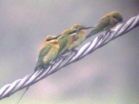 image of bee_eater