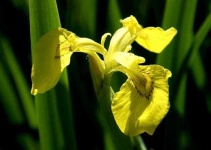 image of yellow_iris #32
