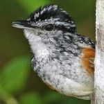 image of bird