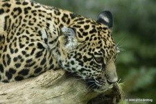 image of jaguar_car