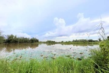 image of wetland