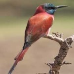 image of bird