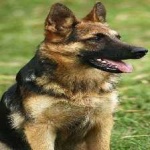 image of german_sheperd #17