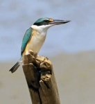 image of kingfisher