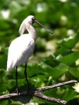 image of spoonbill