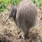 image of bird