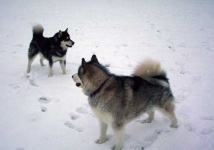 image of malamute