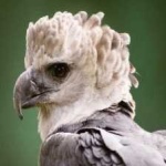 image of harpy_eagle #25