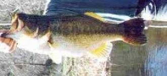 image of animal