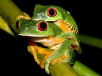 image of tree_frog #34