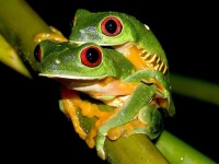 image of tree_frog