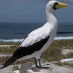 image of bird