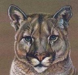 image of cougar_face