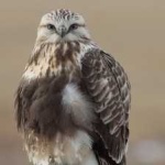 image of bird