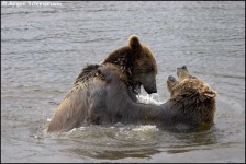 image of brown_bear