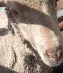 image of animal