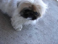 image of pekinese