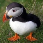 image of bird