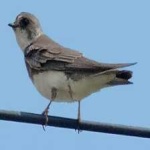 image of bird