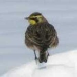 image of bird
