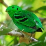 image of bird