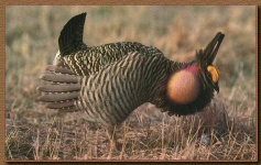 image of prairie_chicken