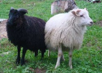 image of ram