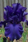 image of bearded_iris #41