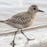 image of bird