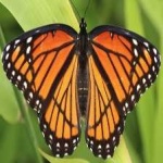 image of animal