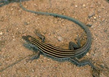 image of whiptail