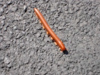 image of animal