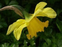image of flower