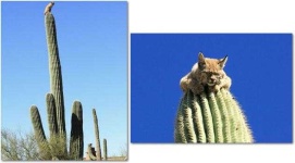 image of cactus