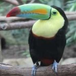 image of bird