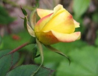 image of rose #31