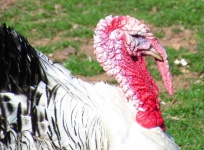 image of animal