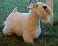 image of sealyham_terrier