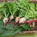 image of fruit_and_vegetable