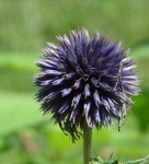 image of flower