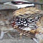 image of bird