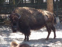 image of bison