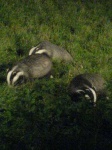 image of badger