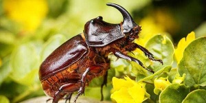 image of animal