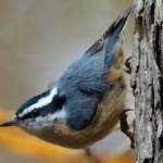 image of bird