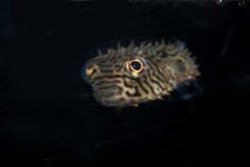 image of puffer