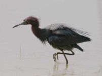 image of little_blue_heron